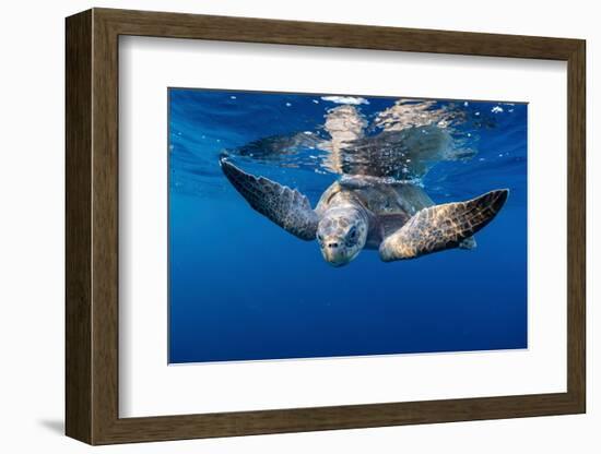 Olive ridley turtle swimming close to the surface, Mexico-Tui De Roy-Framed Photographic Print