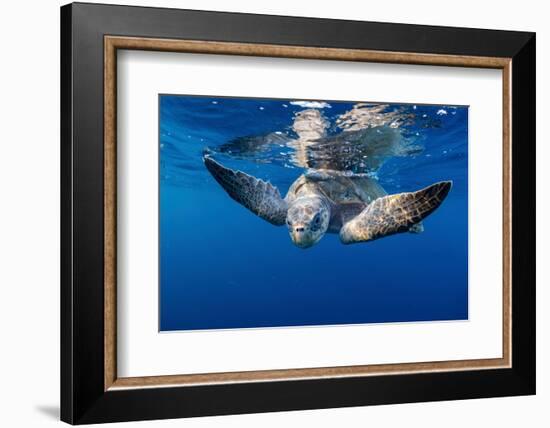 Olive ridley turtle swimming close to the surface, Mexico-Tui De Roy-Framed Photographic Print