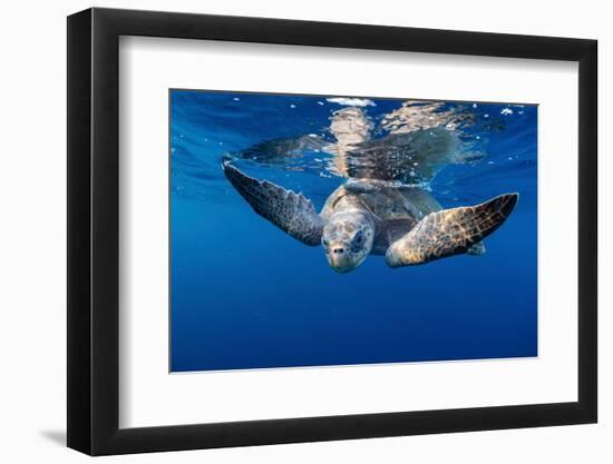 Olive ridley turtle swimming close to the surface, Mexico-Tui De Roy-Framed Photographic Print