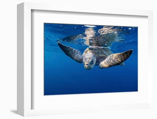 Olive ridley turtle swimming close to the surface, Mexico-Tui De Roy-Framed Photographic Print