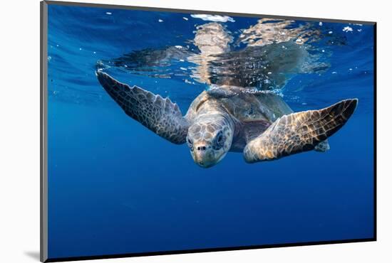 Olive ridley turtle swimming close to the surface, Mexico-Tui De Roy-Mounted Photographic Print