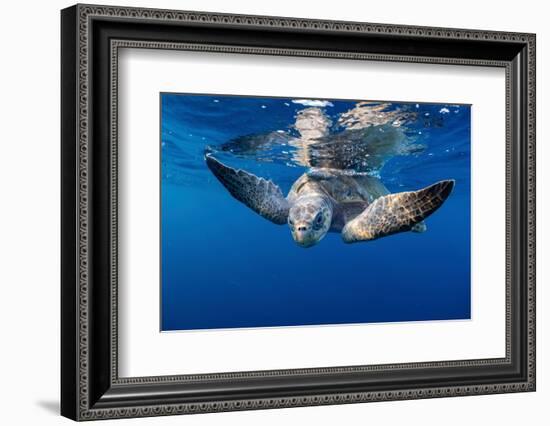 Olive ridley turtle swimming close to the surface, Mexico-Tui De Roy-Framed Photographic Print