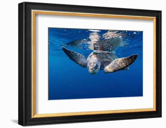 Olive ridley turtle swimming close to the surface, Mexico-Tui De Roy-Framed Photographic Print