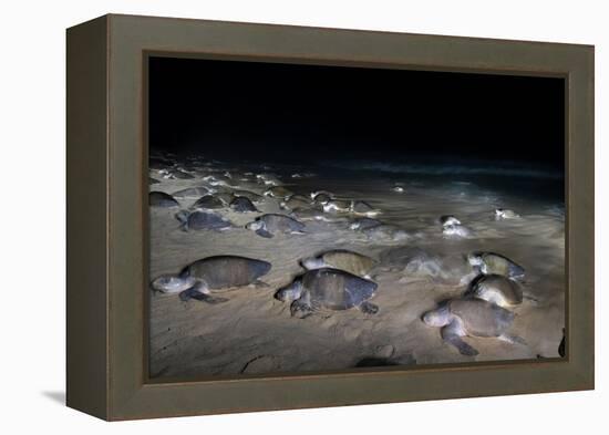 Olive ridley turtles coming ashore at dawn to lay eggs, Mexico-Tui De Roy-Framed Premier Image Canvas