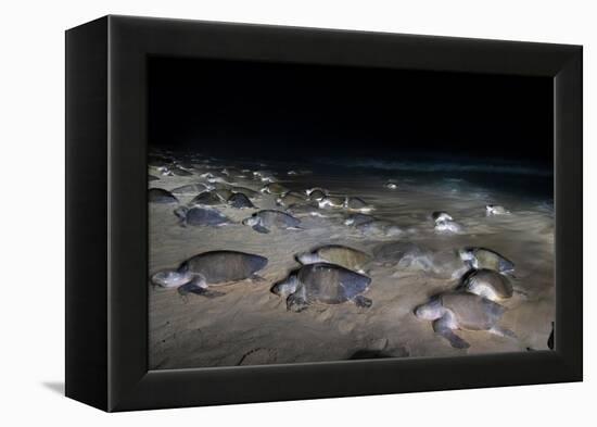 Olive ridley turtles coming ashore at dawn to lay eggs, Mexico-Tui De Roy-Framed Premier Image Canvas