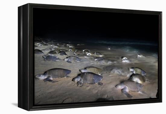 Olive ridley turtles coming ashore at dawn to lay eggs, Mexico-Tui De Roy-Framed Premier Image Canvas