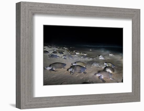 Olive ridley turtles coming ashore at dawn to lay eggs, Mexico-Tui De Roy-Framed Photographic Print