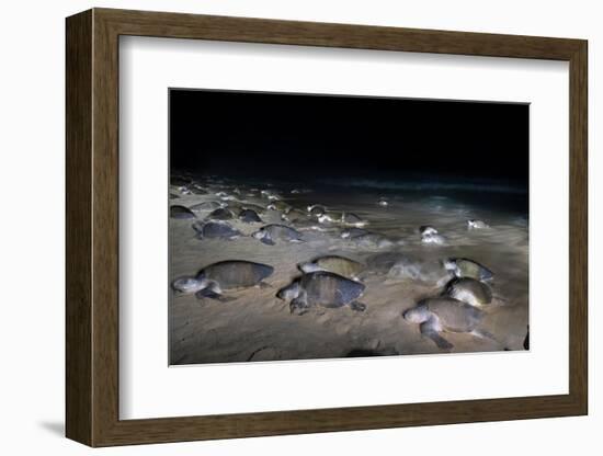 Olive ridley turtles coming ashore at dawn to lay eggs, Mexico-Tui De Roy-Framed Photographic Print