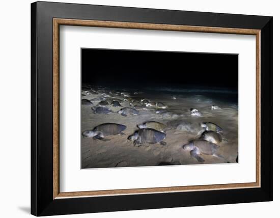 Olive ridley turtles coming ashore at dawn to lay eggs, Mexico-Tui De Roy-Framed Photographic Print