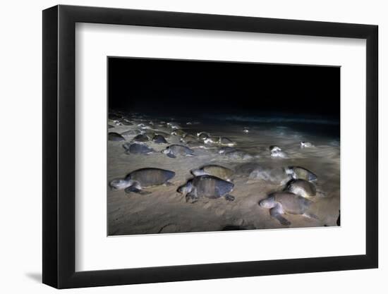 Olive ridley turtles coming ashore at dawn to lay eggs, Mexico-Tui De Roy-Framed Photographic Print
