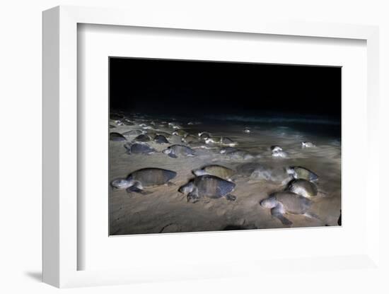 Olive ridley turtles coming ashore at dawn to lay eggs, Mexico-Tui De Roy-Framed Photographic Print