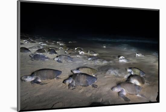 Olive ridley turtles coming ashore at dawn to lay eggs, Mexico-Tui De Roy-Mounted Photographic Print