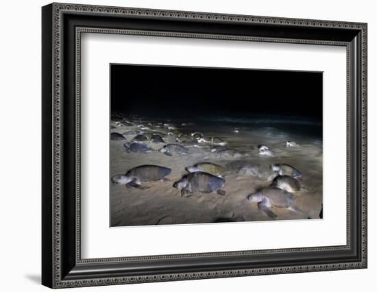 Olive ridley turtles coming ashore at dawn to lay eggs, Mexico-Tui De Roy-Framed Photographic Print