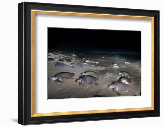 Olive ridley turtles coming ashore at dawn to lay eggs, Mexico-Tui De Roy-Framed Photographic Print