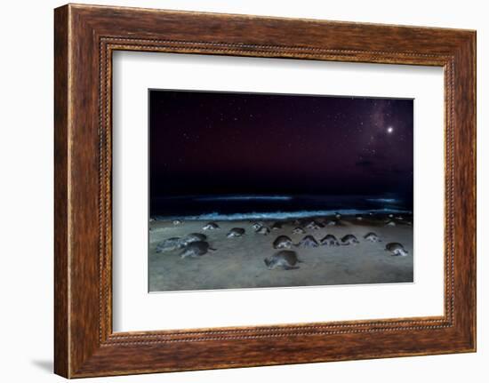 Olive ridley turtles coming ashore at night to lay eggs, Mexico-Tui De Roy-Framed Photographic Print