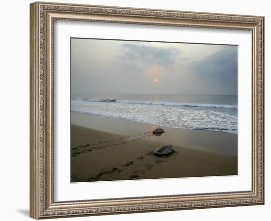 Olive Ridley Turtles Return to the Bay of Bengal Sea after Laying Eggs on Gokhurkuda Beach, India-null-Framed Photographic Print