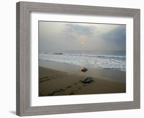 Olive Ridley Turtles Return to the Bay of Bengal Sea after Laying Eggs on Gokhurkuda Beach, India-null-Framed Photographic Print