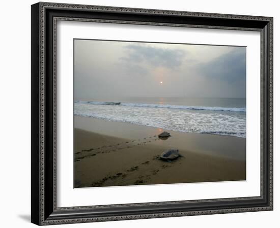Olive Ridley Turtles Return to the Bay of Bengal Sea after Laying Eggs on Gokhurkuda Beach, India-null-Framed Photographic Print