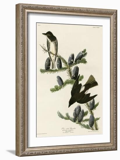 Olive Sided Flycatcher-null-Framed Giclee Print