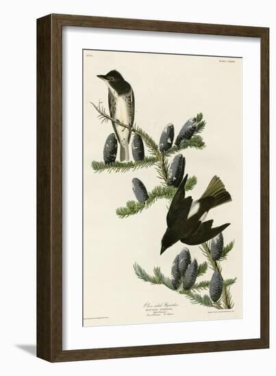Olive Sided Flycatcher-null-Framed Giclee Print