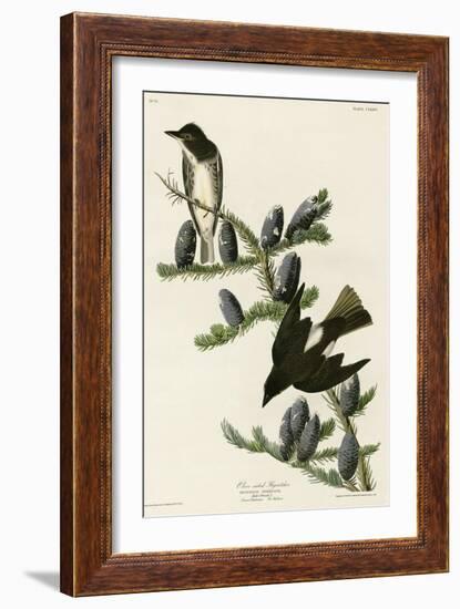 Olive Sided Flycatcher-null-Framed Giclee Print