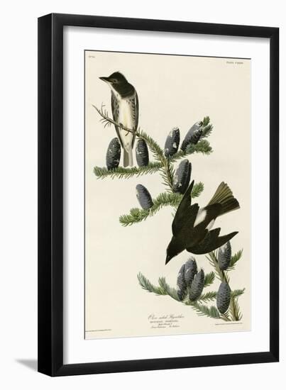 Olive Sided Flycatcher-null-Framed Giclee Print