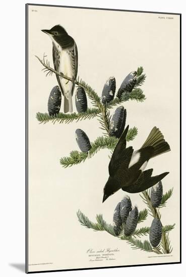 Olive Sided Flycatcher-null-Mounted Giclee Print