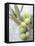 Olive Sprig with Green Olives-Brigitte Sporrer-Framed Premier Image Canvas