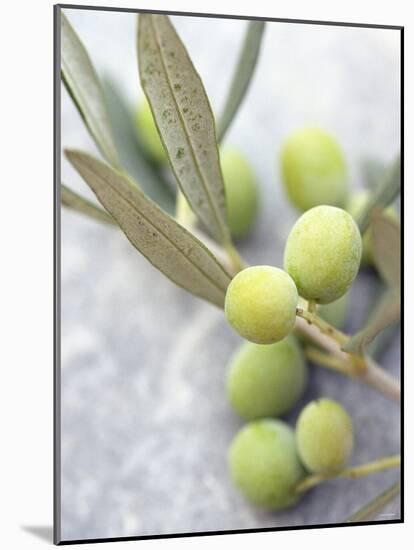 Olive Sprig with Green Olives-Brigitte Sporrer-Mounted Photographic Print