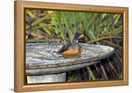 Olive Thrush Bathing in Birdbath-Alan J. S. Weaving-Framed Premier Image Canvas
