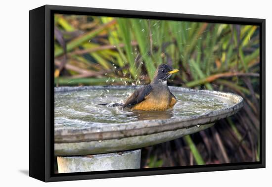 Olive Thrush Bathing in Birdbath-Alan J. S. Weaving-Framed Premier Image Canvas