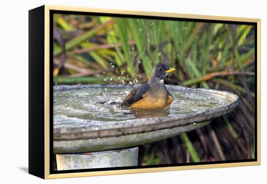 Olive Thrush Bathing in Birdbath-Alan J. S. Weaving-Framed Premier Image Canvas