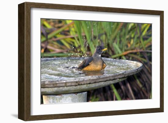 Olive Thrush Bathing in Birdbath-Alan J. S. Weaving-Framed Photographic Print