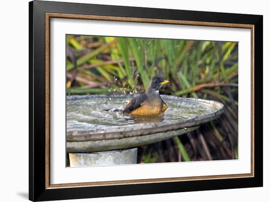 Olive Thrush Bathing in Birdbath-Alan J. S. Weaving-Framed Photographic Print