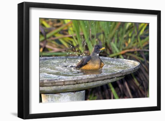 Olive Thrush Bathing in Birdbath-Alan J. S. Weaving-Framed Photographic Print