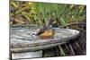 Olive Thrush Bathing in Birdbath-Alan J. S. Weaving-Mounted Photographic Print