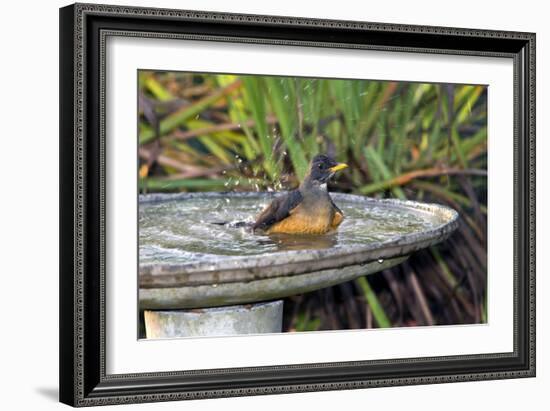 Olive Thrush Bathing in Birdbath-Alan J. S. Weaving-Framed Photographic Print