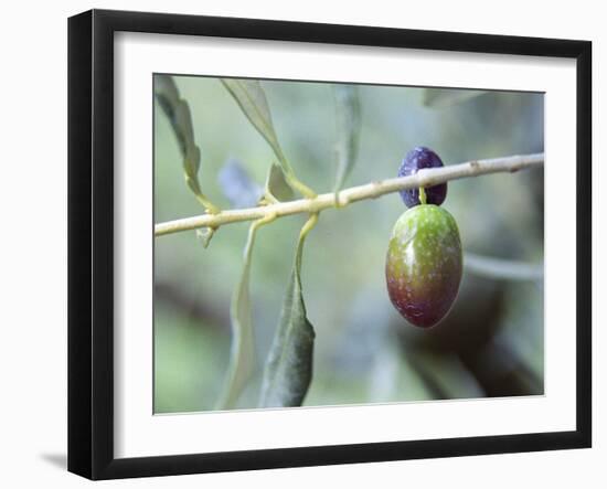 Olive Tree Branch and Chateau Mont-Redon, Chateauneuf-Du-Pape, Vaucluse, Provence, France-Per Karlsson-Framed Photographic Print