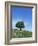 Olive Tree, Crete, Greece-Doug Pearson-Framed Photographic Print