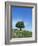 Olive Tree, Crete, Greece-Doug Pearson-Framed Photographic Print