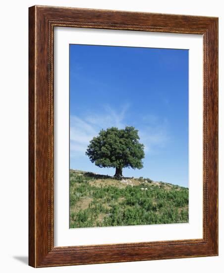 Olive Tree, Crete, Greece-Doug Pearson-Framed Photographic Print