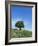 Olive Tree, Crete, Greece-Doug Pearson-Framed Photographic Print