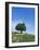 Olive Tree, Crete, Greece-Doug Pearson-Framed Photographic Print