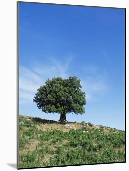 Olive Tree, Crete, Greece-Doug Pearson-Mounted Photographic Print