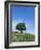 Olive Tree, Crete, Greece-Doug Pearson-Framed Photographic Print