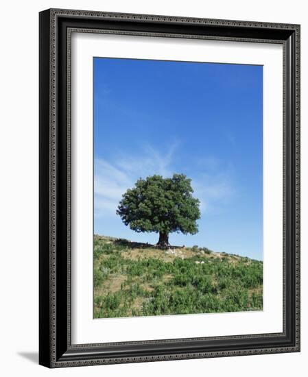 Olive Tree, Crete, Greece-Doug Pearson-Framed Photographic Print