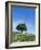 Olive Tree, Crete, Greece-Doug Pearson-Framed Photographic Print