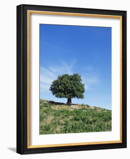 Olive Tree, Crete, Greece-Doug Pearson-Framed Photographic Print