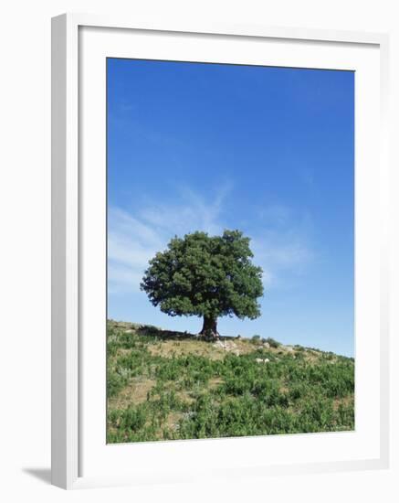 Olive Tree, Crete, Greece-Doug Pearson-Framed Photographic Print