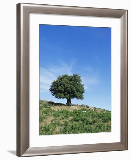 Olive Tree, Crete, Greece-Doug Pearson-Framed Photographic Print